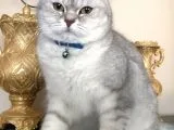 Silver British Shorthair