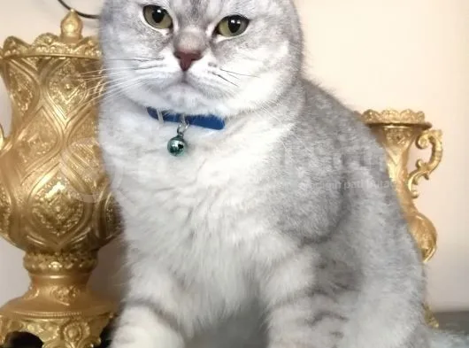 Silver British Shorthair