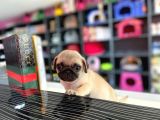 Safkan Krem Erkek Pug Yavrum Teslime Hazır