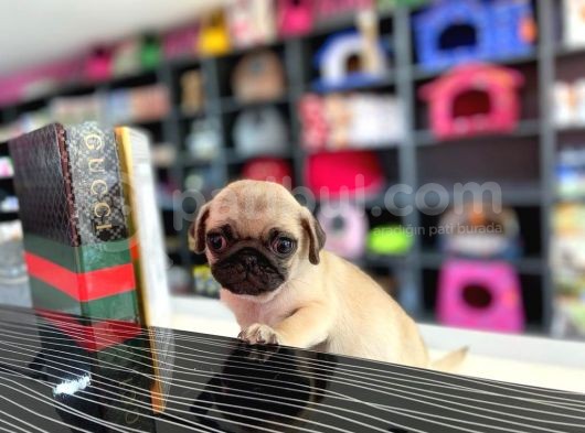 Safkan Krem Erkek Pug Yavrum Teslime Hazır görsel