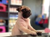 Safkan Krem Erkek Pug Yavrum Teslime Hazır