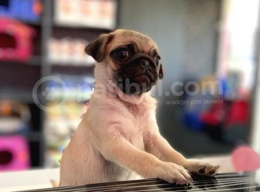 Safkan Krem Erkek Pug Yavrum Teslime Hazır görsel