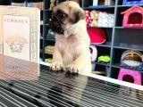 Safkan Krem Erkek Pug Yavrum Teslime Hazır
