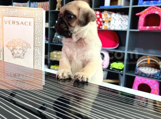 Safkan Krem Erkek Pug Yavrum Teslime Hazır görsel