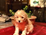 Dişi Apricot Orijinal Toy Poodle Yavrum Teslime Hazır