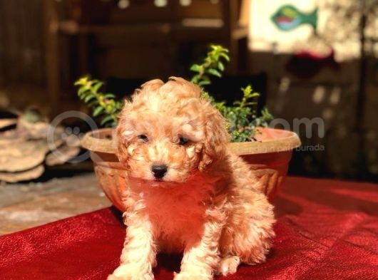 Dişi Apricot Orijinal Toy Poodle Yavrum Teslime Hazır görsel