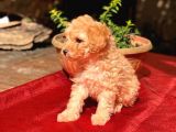 Dişi Apricot Orijinal Toy Poodle Yavrum Teslime Hazır
