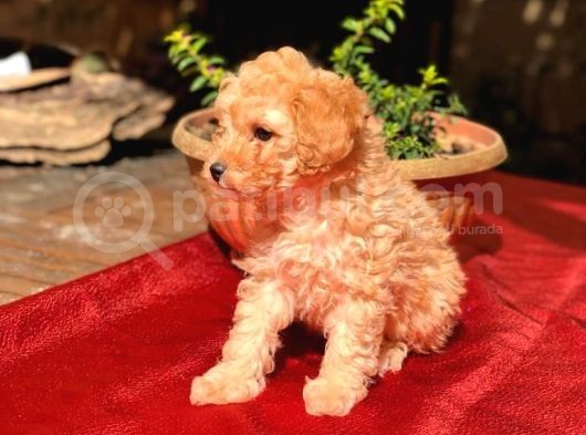 Dişi Apricot Orijinal Toy Poodle Yavrum Teslime Hazır görsel