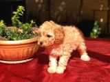 Dişi Apricot Orijinal Toy Poodle Yavrum Teslime Hazır