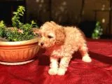 Dişi Apricot Orijinal Toy Poodle Yavrum Teslime Hazır