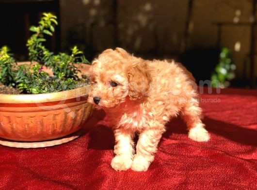 Dişi Apricot Orijinal Toy Poodle Yavrum Teslime Hazır görsel