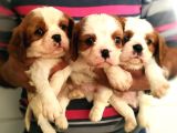 Cavalier King Charles Yavrularımız