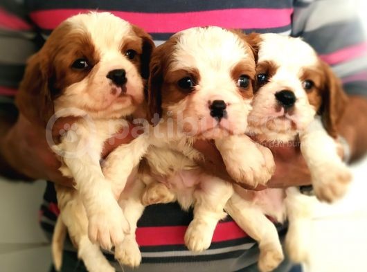 Cavalier King Charles Yavrularımız görsel