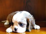 Cavalier King Charles Yavrularımız