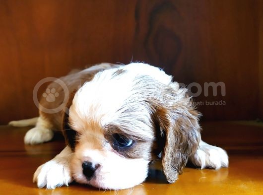 Cavalier King Charles Yavrularımız görsel