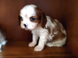 Cavalier King Charles Yavrularımız