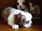 Cavalier King Charles Yavrularımız