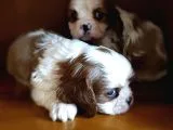Cavalier King Charles Yavrularımız