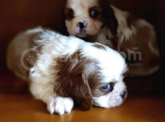Cavalier King Charles Yavrularımız