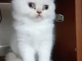 Muhteşem Güzelli̇kte Safkan Scotti̇sh Strai̇ght