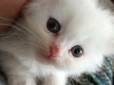 Muhteşem Kali̇teli̇ Chi̇nchi̇lla Bebekleri̇mi̇z