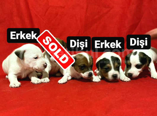 Irk Ve Sağlık Garantili Yavrularımız görsel