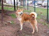 Japon Akita Inu Yavrularımız