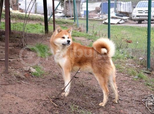 Japon Akita Inu Yavrularımız görsel