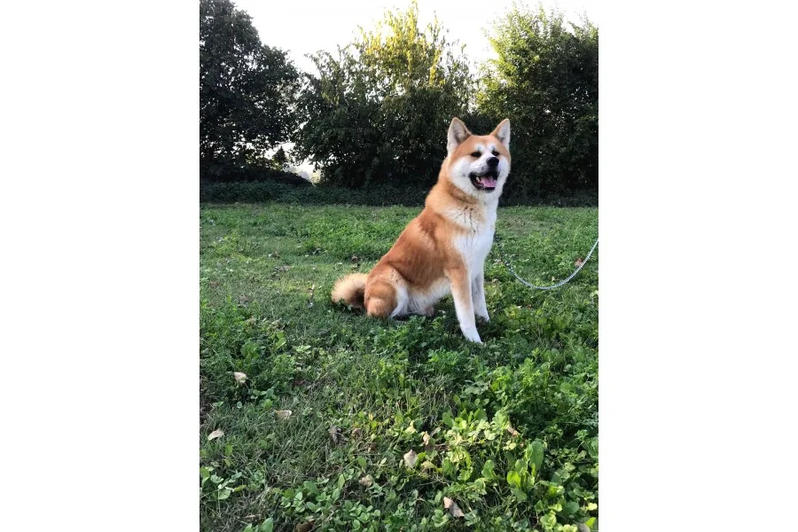 Japon Akita Inu Yavrularımız