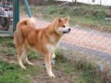 Japon Akita Inu Yavrularımız