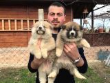 Japon Akita Inu Yavrularımız