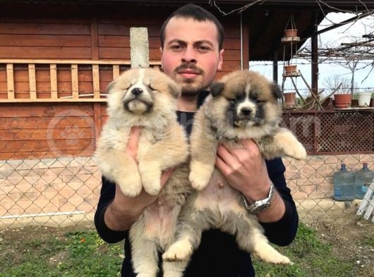 Japon Akita Inu Yavrularımız görsel