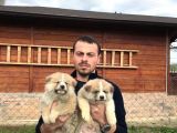 Japon Akita Inu Yavrularımız