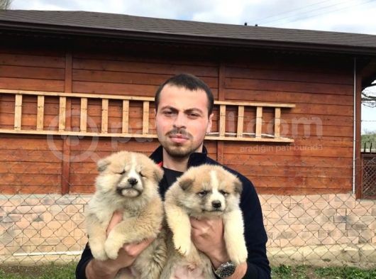 Japon Akita Inu Yavrularımız görsel