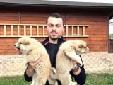 Japon Akita Inu Yavrularımız