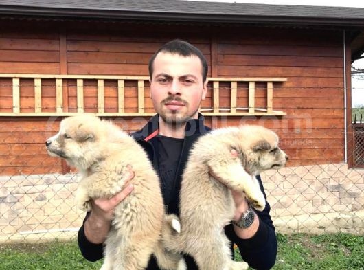 Japon Akita Inu Yavrularımız görsel