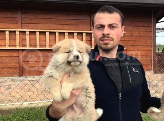 Japon Akita Inu Yavrularımız görsel