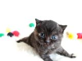 British Shorthair Tortie - Rezerveye Açık