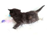 British Shorthair Tortie - Rezerveye Açık