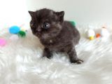 British Shorthair Tortie - Rezerveye Açık