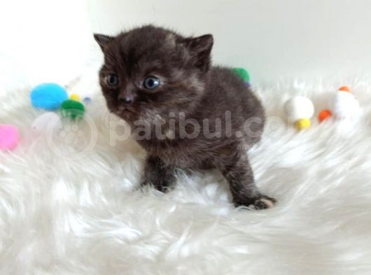 British Shorthair Tortie - Rezerveye Açık görsel