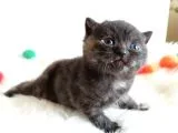 British Shorthair Tortie - Rezerveye Açık