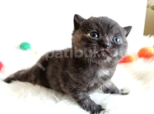 British Shorthair Tortie - Rezerveye Açık