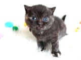 British Shorthair Tortie - Rezerveye Açık