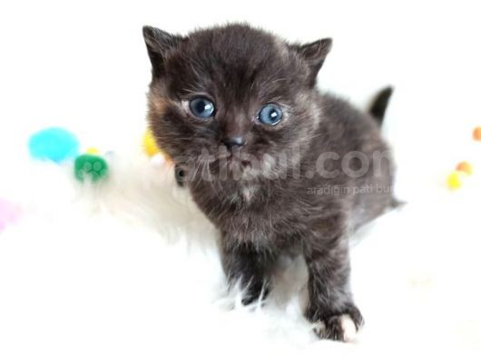 British Shorthair Tortie - Rezerveye Açık görsel