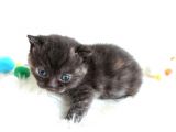 British Shorthair Tortie - Rezerveye Açık