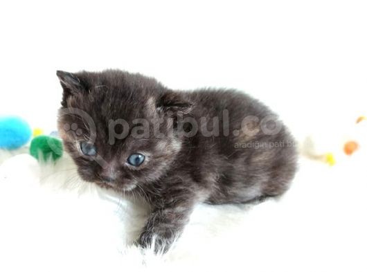 British Shorthair Tortie - Rezerveye Açık görsel