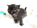 British Shorthair Tortie - Rezerveye Açık
