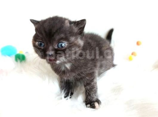 British Shorthair Tortie - Rezerveye Açık görsel