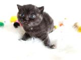 British Shorthair Tortie - Rezerveye Açık
